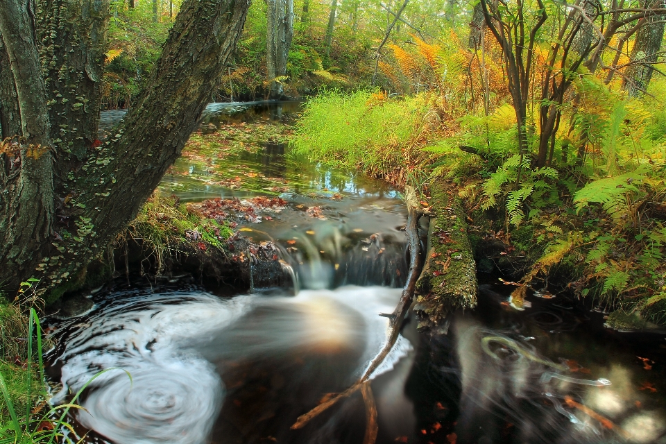 árbol agua naturaleza bosque