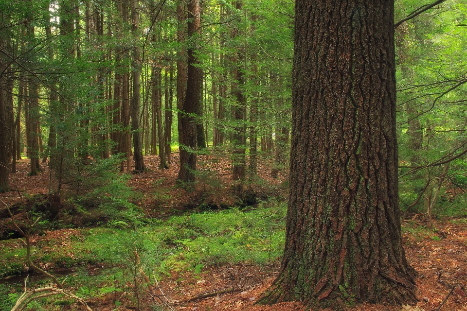 Albero natura foresta torrente
