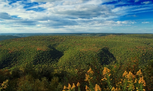 Landscape tree nature forest Photo