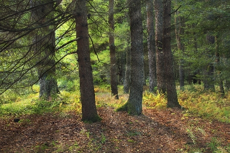 Foto Albero natura foresta selvaggia
