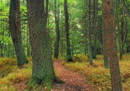 Tree nature forest path Photo