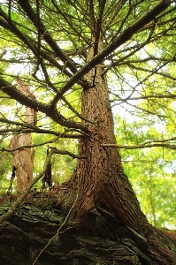 木 自然 森 ブランチ 写真