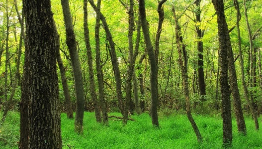 Foto árvore natureza floresta filial