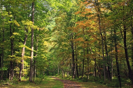 Tree nature forest wilderness Photo