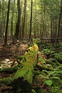 Tree nature forest wilderness Photo