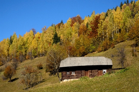 Landscape tree nature forest Photo