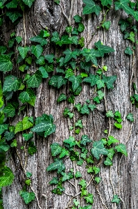 Tree forest branch plant Photo