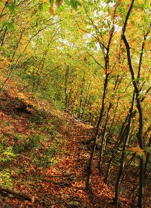 木 自然 森 道 写真