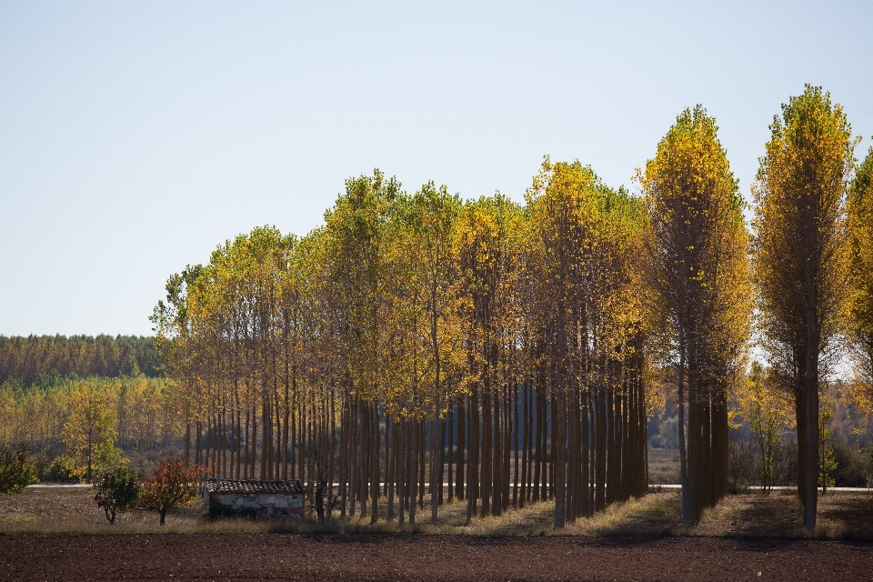 Landschaft baum natur wald