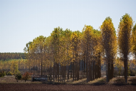 風景 木 自然 森 写真