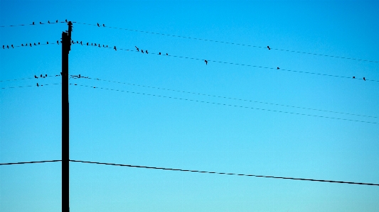 Foto Burung awan langit angin