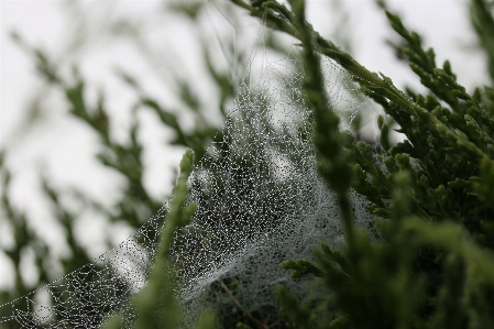 Photo Arbre eau nature herbe