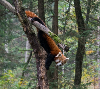 Foto Albero foresta ramo animale