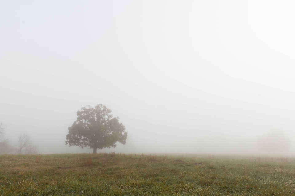 Landscape tree grass horizon