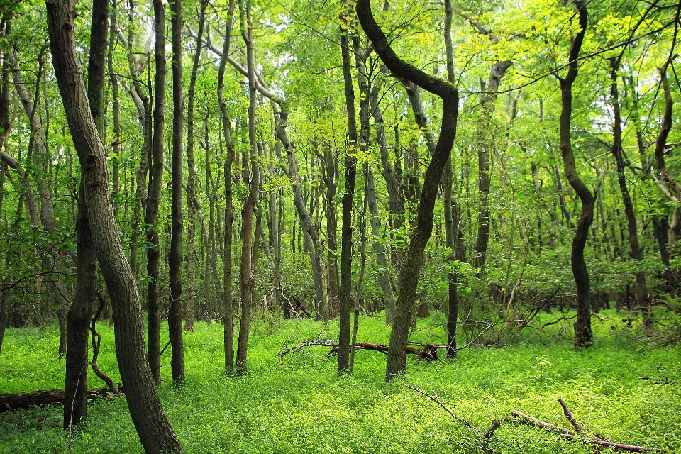 Pohon alam hutan gurun
