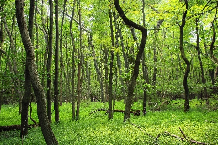 木 自然 森 荒野
 写真