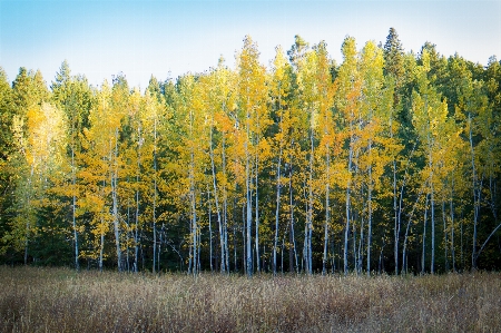 Landscape tree treeline forest Photo