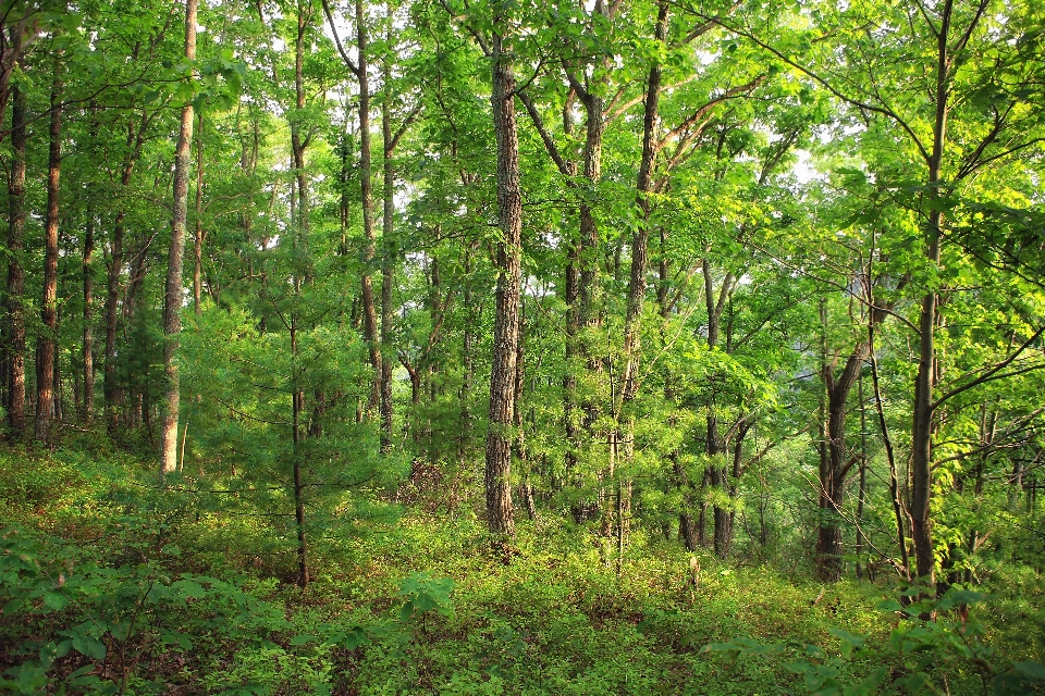 árbol naturaleza bosque desierto
