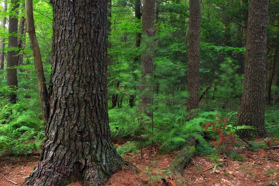 árvore natureza floresta região selvagem
