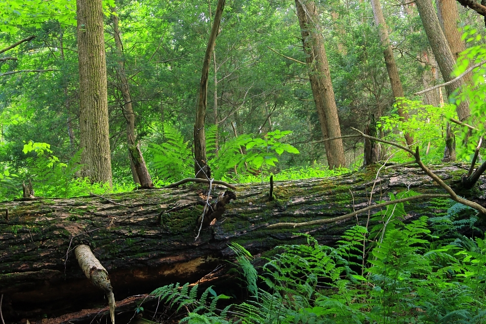 árvore natureza floresta pântano