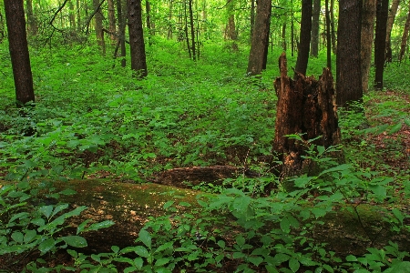 Foto árbol naturaleza bosque pantano