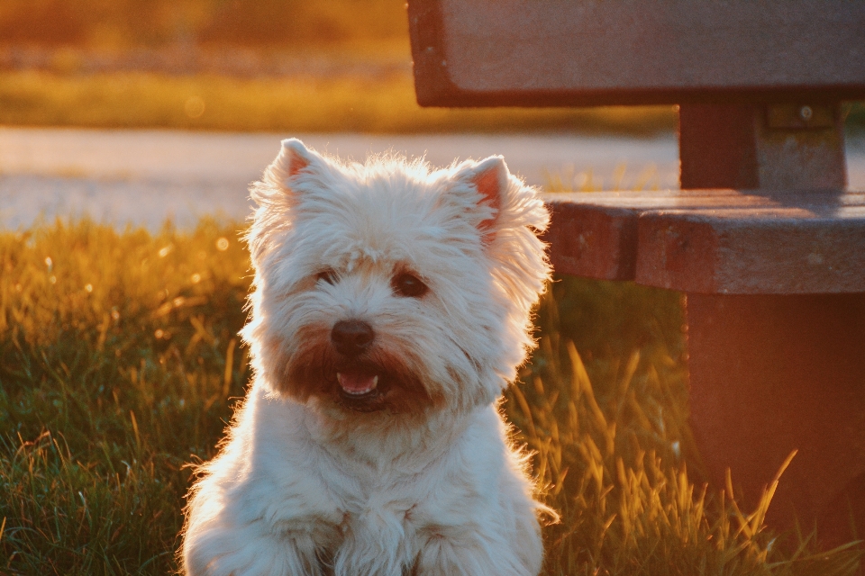 Filhote de cachorro animal bicho estimação