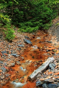 Tree water nature forest Photo