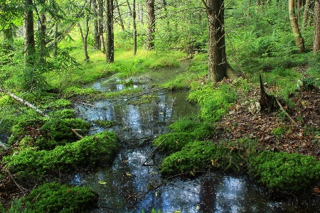 Tree nature forest grass Photo