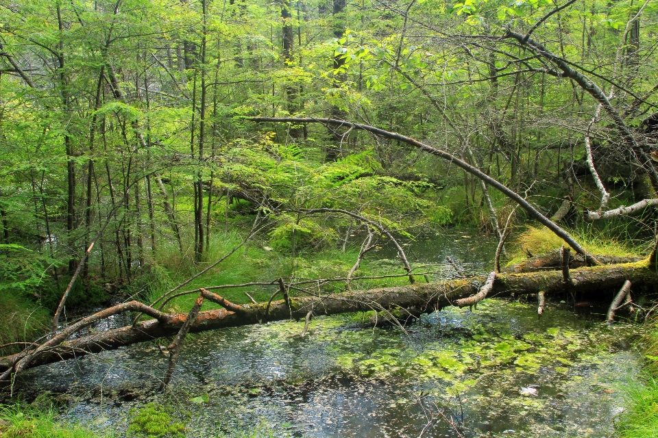 Tree nature forest grass