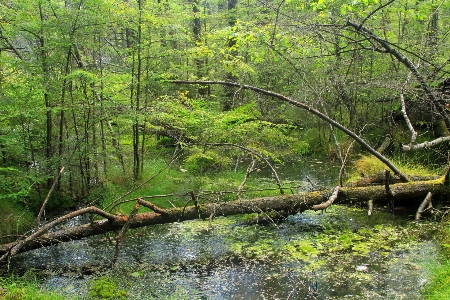 Tree nature forest grass Photo