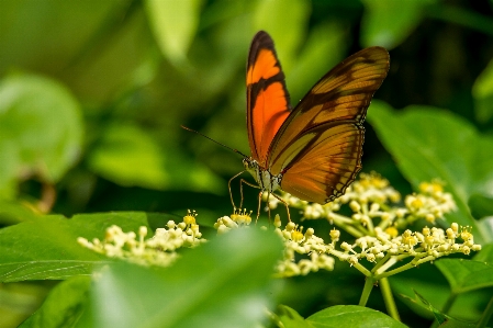 Nature grass wing leaf Photo