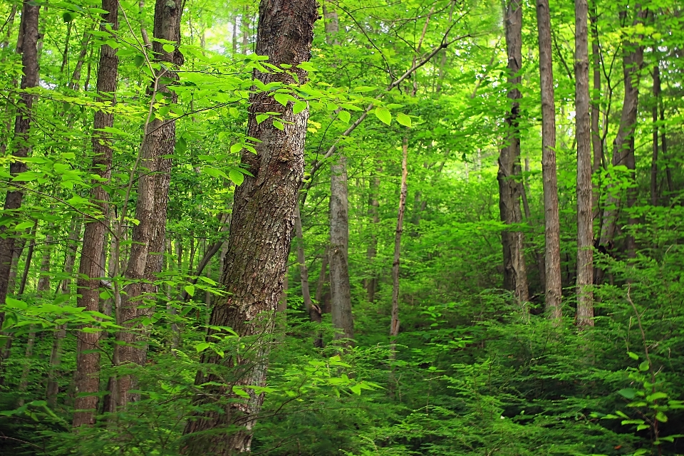 árvore natureza floresta região selvagem
