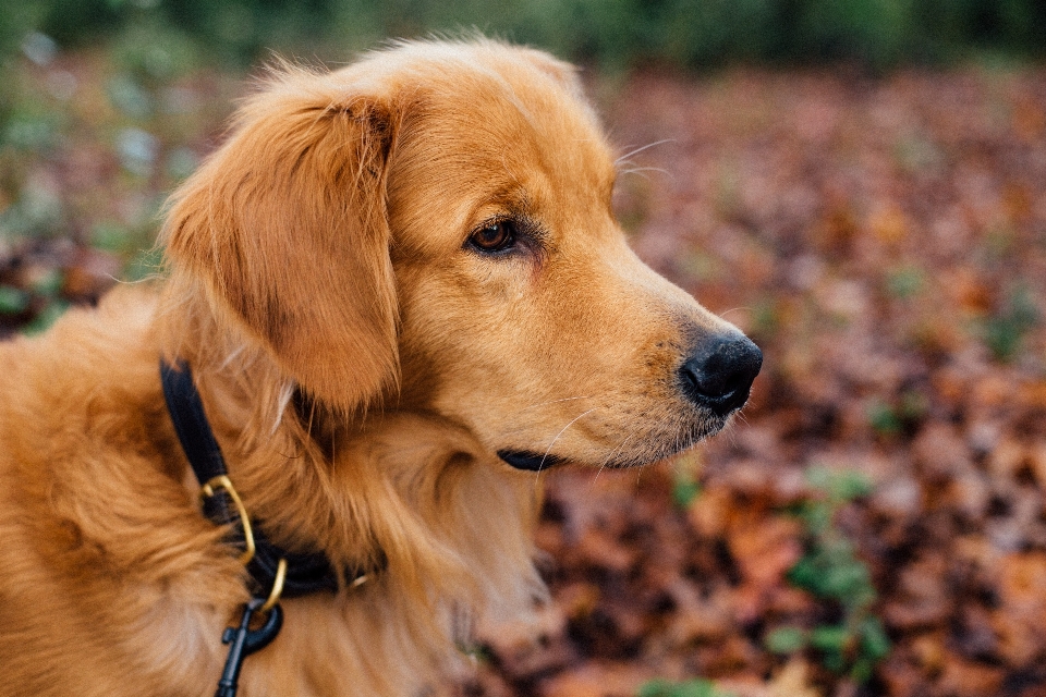 Welpe hund tier eckzahn
