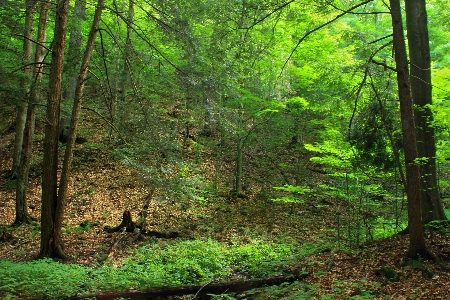 Tree nature forest wilderness Photo