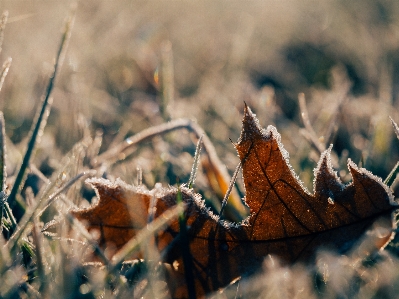 Baum natur gras zweig Foto