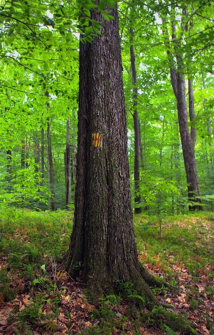 Baum wald zweig anlage