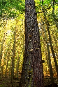 Foto Albero natura foresta selvaggia
