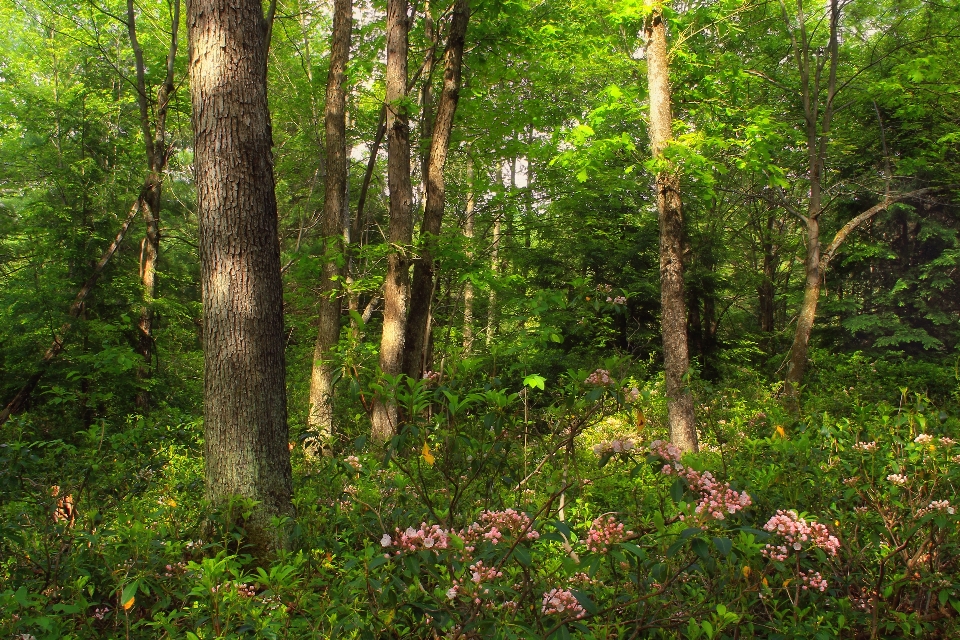 árvore natureza floresta região selvagem
