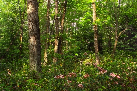 Foto Albero natura foresta selvaggia
