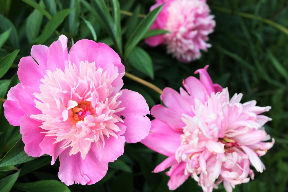 Pianta fiore petalo rosa