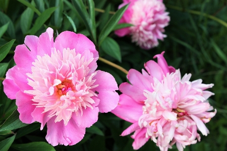 Foto Pianta fiore petalo rosa