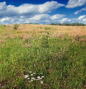 Landscape nature grass horizon Photo