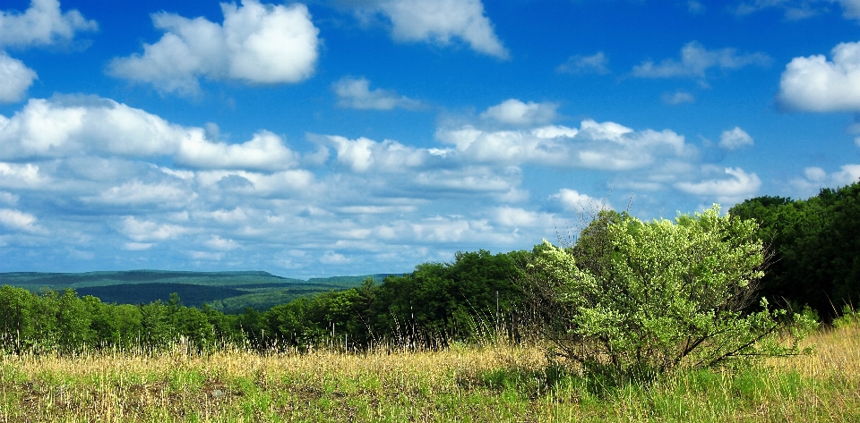 Krajobraz drzewo natura las