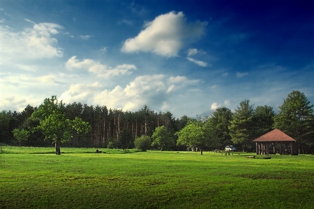 Landscape tree nature grass Photo