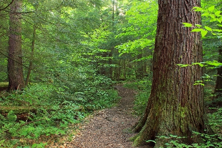 Tree nature forest path Photo