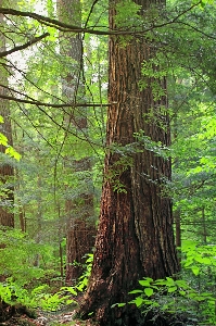 Tree nature forest branch Photo