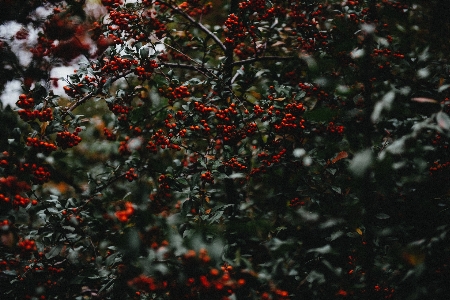 Tree branch plant fruit Photo