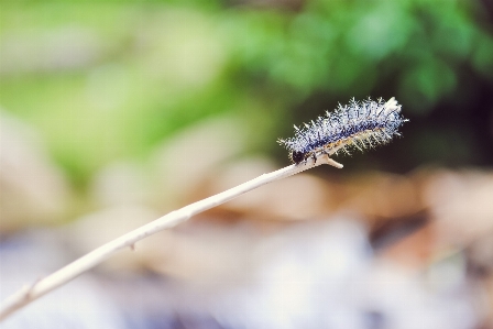 Photo Nature bifurquer la photographie feuille