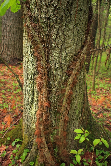 Drzewo natura las oddział