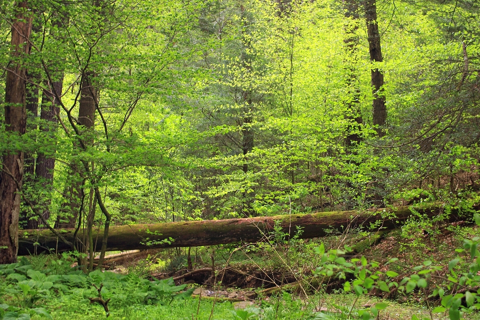 Pohon alam hutan gurun
